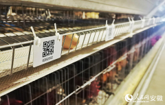 <b>安徽向前丨六安霍邱：智创合做 集群进沪</b>