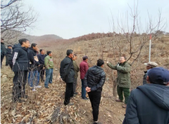 青龙：“栗工”巧改板栗财产 从“望天收”到“